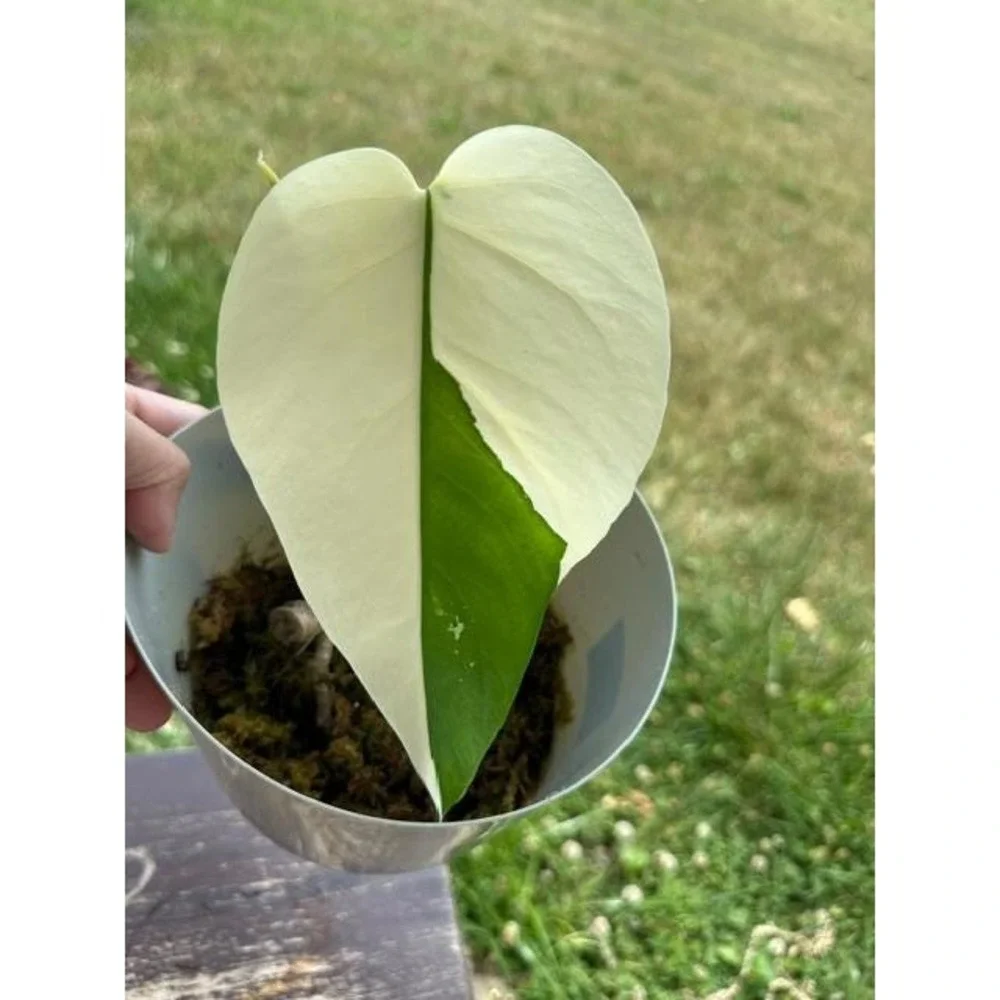 Monstera Albo Variegated – Exact Live Rooted Plant - US Seller - #13